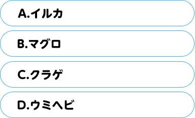 (A)イルカ　(B)マグロ　(C)クラゲ　(D)ウミヘビ